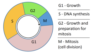 Cell Cycle from G0 (resting phase) to M (Mitosis - complete cell division)