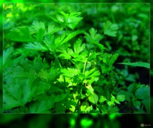 Can Parsley help prevent or treat Alzheimer’s disease?