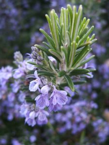 Can Rosemary protect your vision, reverse retina damage due to frequent smart phone browsing, enhance your memory and kill various types of tumors?